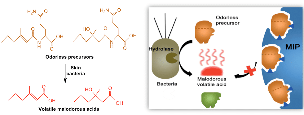 Figure 1. Formation of volatile malodorous acids from their non-odorant glutamine conjugates by skin bacteria in axillary sweat (left); capture of the odorless precursors by MIP, preventing the bacteria to convert them to malodorous acids (right).